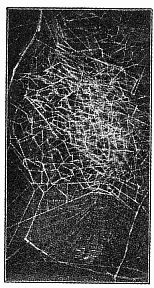 Fig. 409. Web of Epeira labyrinthea with large irregular web around the nest. One-third the real size.