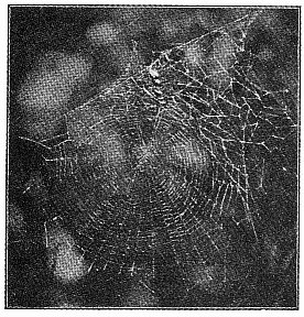 Fig. 410. Web of Epeira labyrinthea with string of cocoons in the upper part over the spider's nest. One-third the real size.