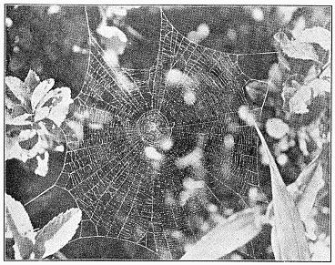 Fig. 413. Web of Epeira gibberosa, showing the round center of the inner spiral, the great number of rays, and the closeness of the spirals. Torn in several places by use. Half the real size.