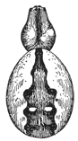 Fig. 414. Epeira placida.