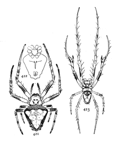 Figs. 421, 422, 423. Epeira verrucosa.—421, female enlarged twice. 422, under side of female. 423, male enlarged twice.