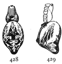 Figs. 428, 429. Cyclosa conica.