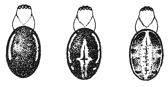 Fig. 436. Markings of the back of Singa variabilis.