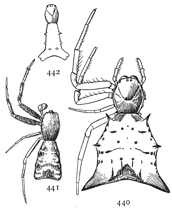 Figs. 440, 441, 442. Acrosoma spinea.—440 female. 441, male. 442, young.