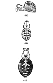 Figs. 443, 444, 445. Meta menardi.443, 444, half-grown young. 445, back of adult female.