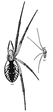 Figs. 449, 450. Argiope riparia.—449, female. 450, male.