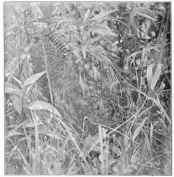 Fig. 453. Web of Argiope riparia in an oval opening among plants from which the leaves have been drawn away by the spider. At the left of the web is a screen of irregular threads.