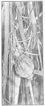 Fig. 454. Egg cocoon of Argiope riparia in marsh grass. Natural size.