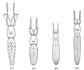 Figs. 461, 462, 463, 464. Backs of females of four species of Tetragnatha.—461, grallator. 462, extensa. 463, laboriosa. 464, straminea.