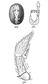 Figs. 479, 480, 481. Dictyna frondea.—479, markings of the abdomen enlarged eight times. 480, cephalothorax and palpus of male. 481, palpus of male.