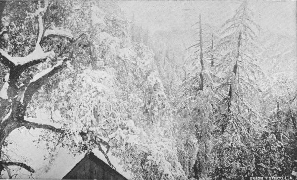 Near Mount Lowe Springs and Alpine Tavern. March, 1896. Three Quarters of an Hour from Orange Blossoms and Roses.