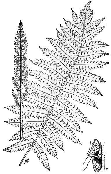 PLATE III CINNAMON FERN