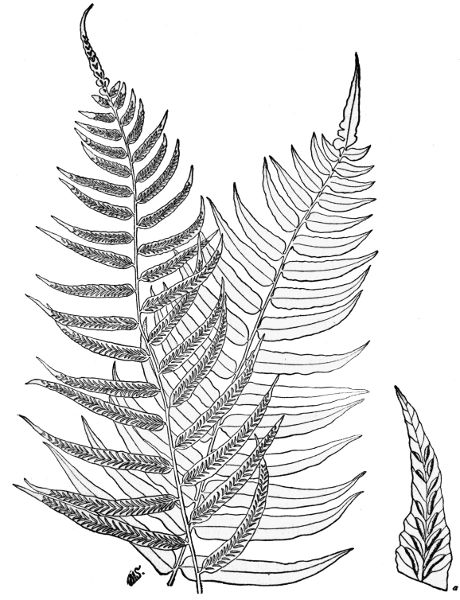  NARROW-LEAVED SPLEENWORT a Magnified pinna of fertile fron