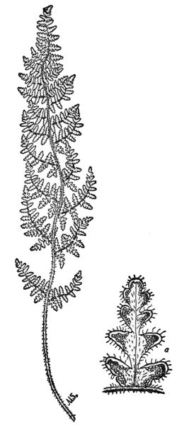 PLATE XIII HAIRY LIP FERN a  A fruiting pinnule