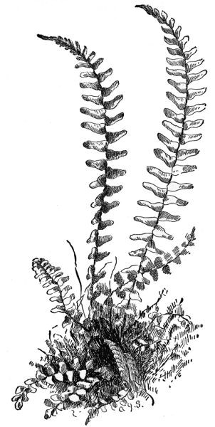 PLATE XIX EBONY SPLEENWORT