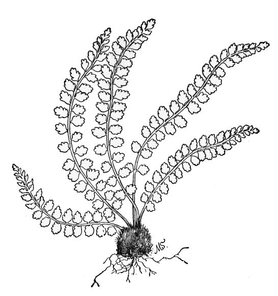 PLATE XX GREEN SPLEENWORT