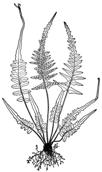 PLATE XXI SCOTT'S SPLEENWORT