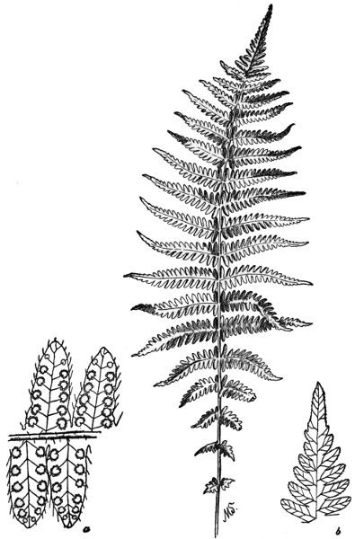 PLATE XXV NEW YORK FERN