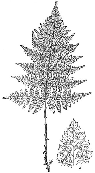 PLATE XXVII SPINULOSE WOOD FERN