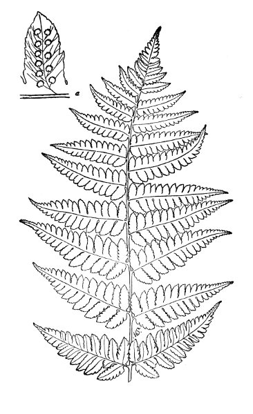 PLATE XXX Part of CLINTONS WOOD FERN