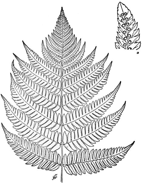 PLATE XXXI Part of fertile frond of Goldies Fern