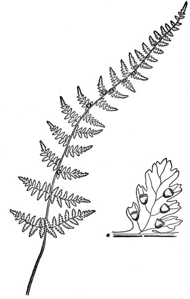 PLATE XXXVII BULBLET BLADDER FERN