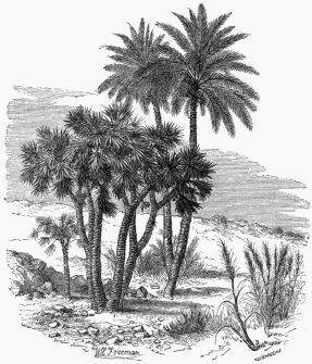 Vegetable Life in the Desert.  1. Doum-Palm. 2. Date-Palm. 3. Alfa (Stipa tenacissima).