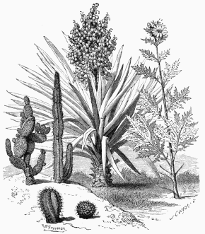 Vegetable Life in the Texan Prairies.  1. Yucca Tréculeana.            4. Echinocactus robustus. 2. Silphium terebinthinaceum.   5. Cereus Peruvianus. 3. Mamillaria rodantha.         6. Opuntia microdasys.