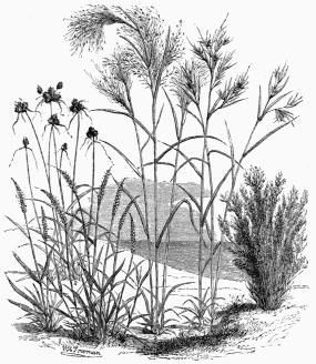 Vegetable Life in the Plains of the Meta.  1. Anthephora elegans.   3. Anthistiria ciliata. 2. Panicum Cajennense.   4. Aristida capillacea. 5. Cyperus articulatus.