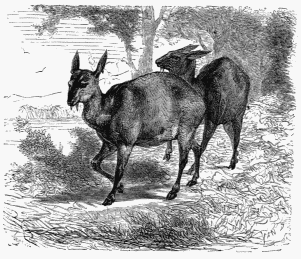 Musk-Deer.