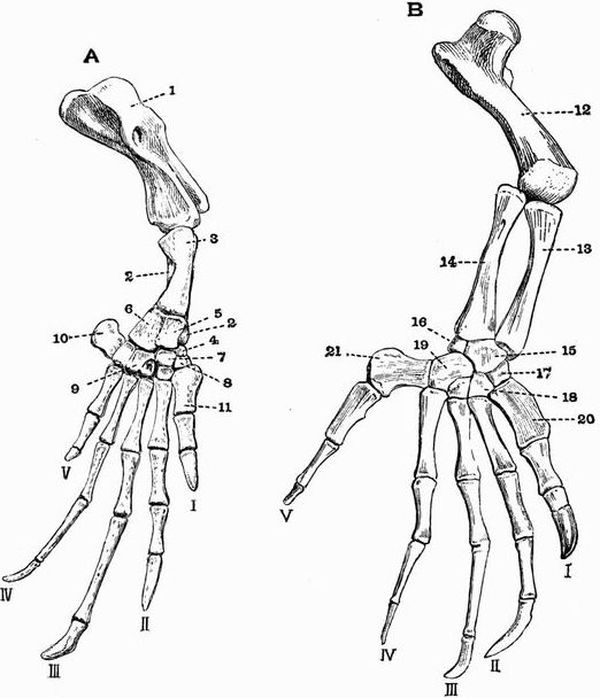 Pelvic girdle and hind limb of Caiman latirostris showing