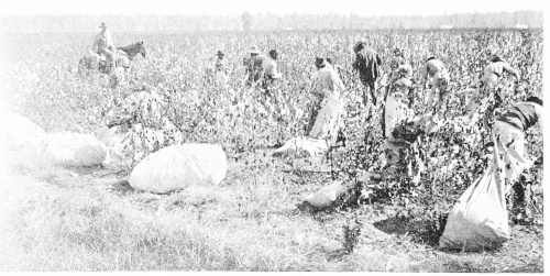 PICKING COTTON