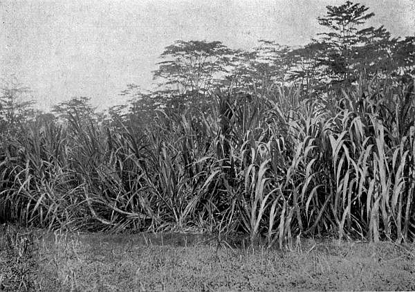 The beautiful tall reeds of the sugar cane, their pennon-like leaves gleaming in the sunshine.