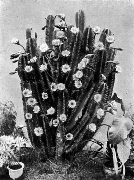 A cactus in flower.