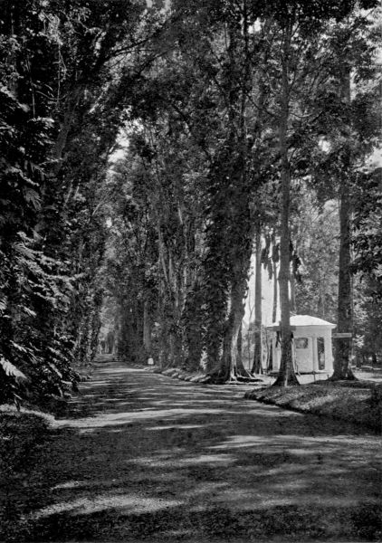 A tall gloomy avenue of kenari trees, the sky but faintly showing through their sombre branches.