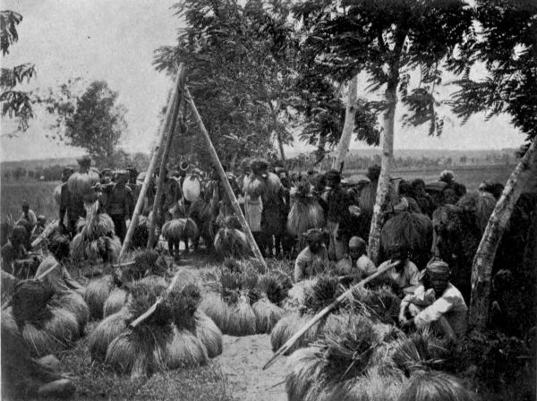 Weighing rice-sheaves.