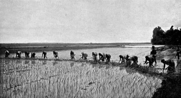 Rice on the swampy plains.