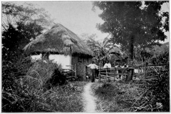 A Native Hut Jamaica Copyright, 1901, by Detroit Photographic Co.