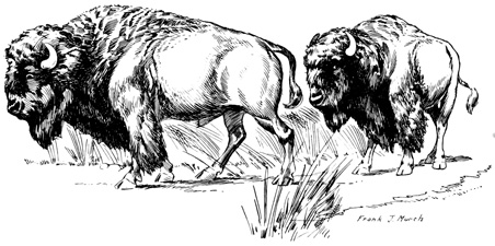 Buffalo