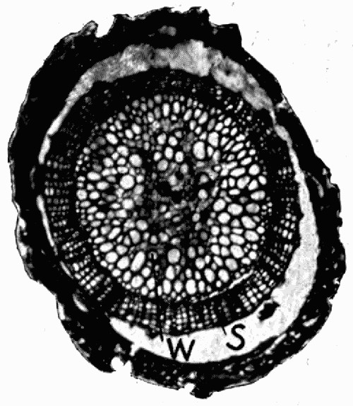 lepidodendron stem anatomy