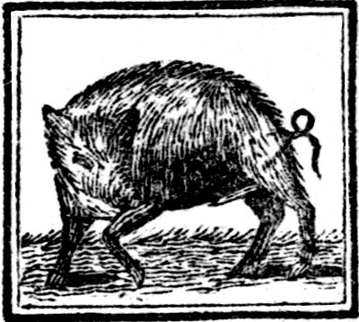 boar