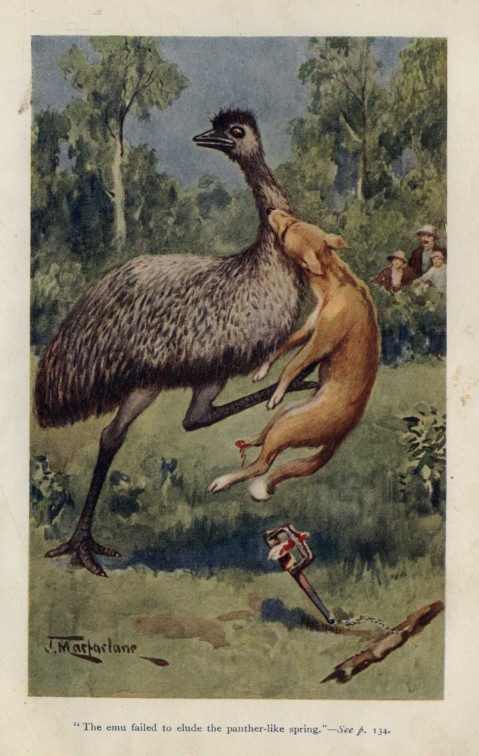 "The emu failed to elude the panther-like spring."