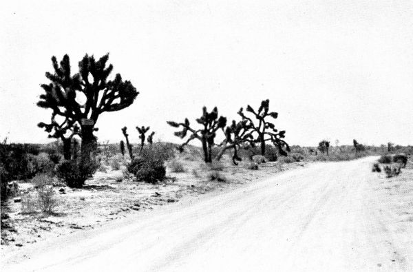 Cactus Trees near San Bernardino, California.