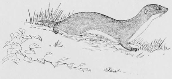 A weasel