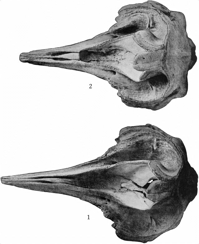 Plate 16 SKULLS OF ZIPHIUS CAVIROSTRIS