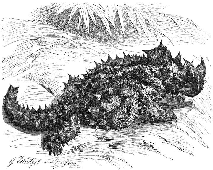 Moloch (Moloch horridus). Ware grootte.