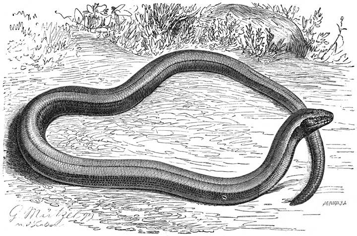 Hazelworm (Adguis fragilis). ⅗ v.d. ware grootte.