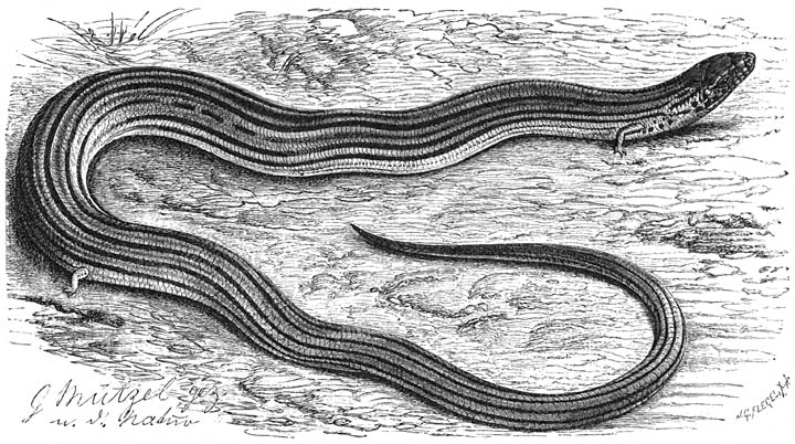 Koperslang (Chalcides tridactylus). Ware grootte.