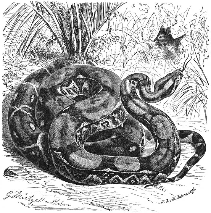 Koningslang (Boa constrictor). ⅛ v. d. ware grootte.