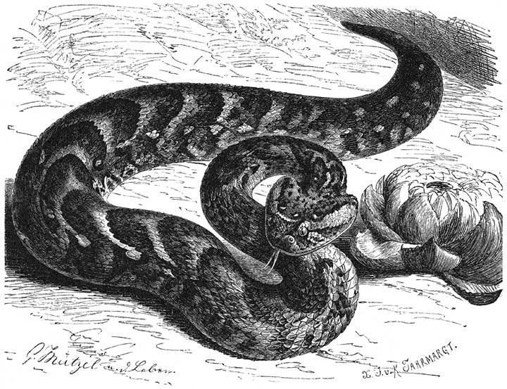 Pofadder (Vipera arietans). ⅕ v.d. ware grootte.